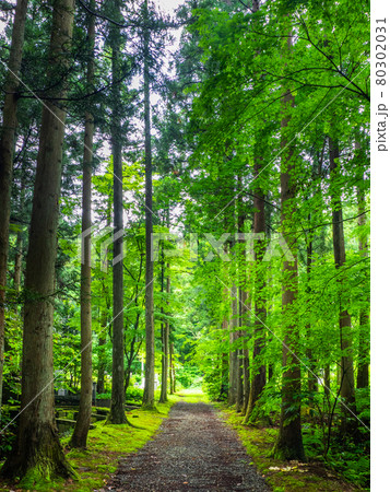杉とモミジの木に囲まれた砂利の参道 (宝光院、弥彦村、新潟県) 80302031