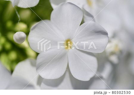 夏の白い花 クサキョウチクトウ 埼玉県 7月の写真素材