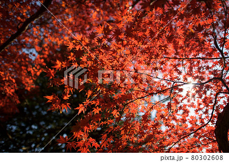 紅葉 80302608