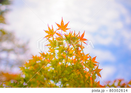 紅葉 紅葉 80302614