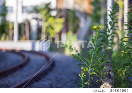 ローカル線の線路脇に咲く黄色い小さな花 80302692
