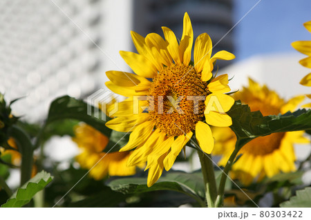 ポートピアホテル前のひまわり 80303422