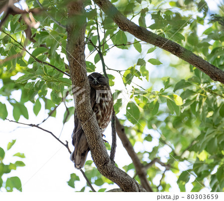 アオバズク 80303659