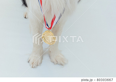 Puppy dog pwas border collie with winner or champion gold trophy medal isolated on white background. Winner champion dog. Victory first place of competition. Winning or success concept. 80303667