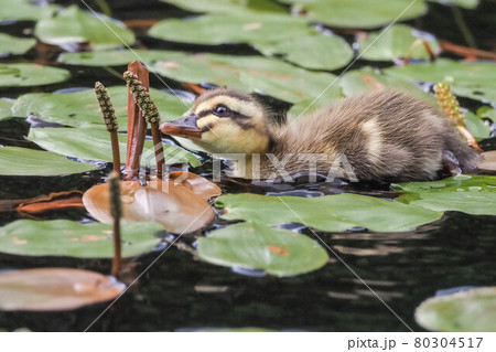 自分で餌を探すカルガモの子供 80304517