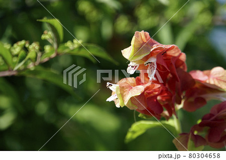 夏に咲いた赤いコエビソウの花 夏に咲いた赤いコエビソウの花 80304658