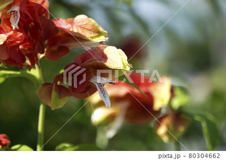 夏に咲いた赤いコエビソウの花 夏に咲いた赤いコエビソウの花 80304662