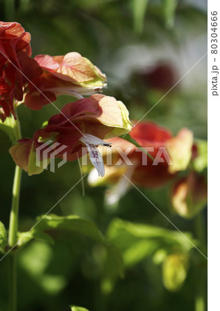 夏に咲いた赤いコエビソウの花 夏に咲いた赤いコエビソウの花 80304666