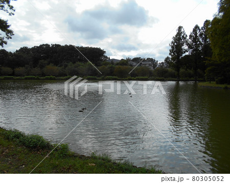 上尾丸山公園の池 上尾丸山公園の池 80305052