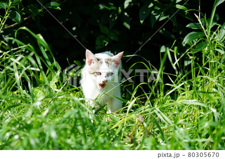 暖かい季節 野良猫の可愛い子猫兄弟が元気に遊ぶ 暖かい季節 野良猫の可愛い子猫兄弟が元気に遊ぶ 80305670