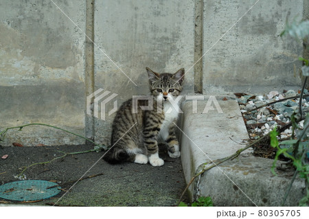 暖かい季節　野良猫の可愛い子猫兄弟が元気に遊ぶ 80305705
