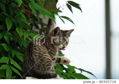 暖かい季節　野良猫の可愛い子猫兄弟が元気に遊ぶ 80305718