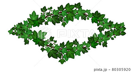 Green ivy wreath. Summer ivy climbing leaves branches, decorative  frame border. Isolated on white background. Vector illustration. 80305920