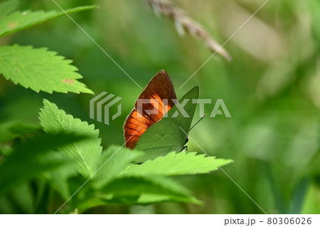 ウラギンシジミのオス 80306026