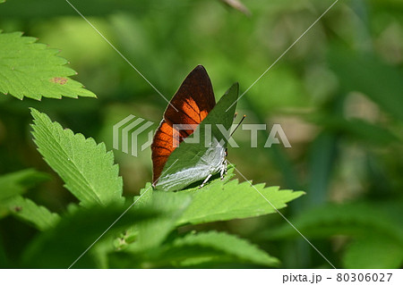 ウラギンシジミのオス 80306027