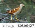 Bird -  Little Crake ( Zapornia parva )walks through the swamp in the reeds the summer evening. 80306427