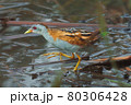 Bird -  Little Crake ( Zapornia parva )walks through the swamp in the reeds the summer evening. 80306428