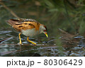 Bird -  Little Crake ( Zapornia parva )walks through the swamp in the reeds the summer evening. 80306429