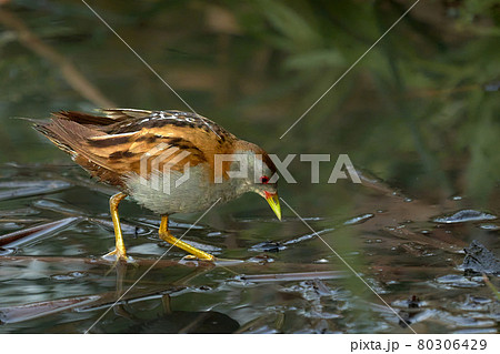 Bird - Little Crake ( Zapornia parva )walks through the swamp in the reeds the summer evening. Bird - Little Crake ( Zapornia parva )walks through the swamp in the reeds the summer evening. 80306429