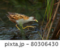 Bird -  Little Crake ( Zapornia parva )walks through the swamp in the reeds the summer evening. 80306430