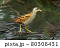 Bird -  Little Crake ( Zapornia parva )walks through the swamp in the reeds the summer evening. 80306431