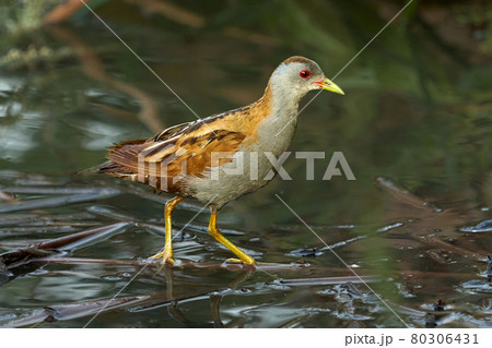 Bird - Little Crake ( Zapornia parva )walks through the swamp in the reeds the summer evening. Bird - Little Crake ( Zapornia parva )walks through the swamp in the reeds the summer evening. 80306431