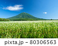 羊蹄山と蕎麦畑 80306563