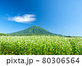 羊蹄山と蕎麦畑 80306564