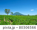 羊蹄山と双子の木 80306566