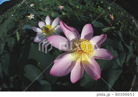 大きく開いたハスの花たち 80306651