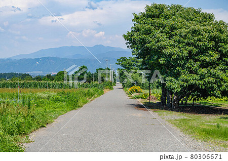 夏の安曇野の田園風景 80306671