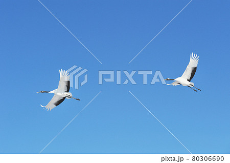 青空を飛ぶ二羽のタンチョウ（北海道・鶴居） 80306690