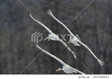サンクチュアリに飛来するタンチョウの群れ（北海道・鶴居） 80306691