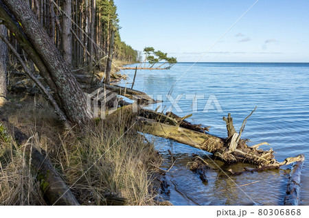 The wild shore of a body of water. Fallen trees...の写真素材