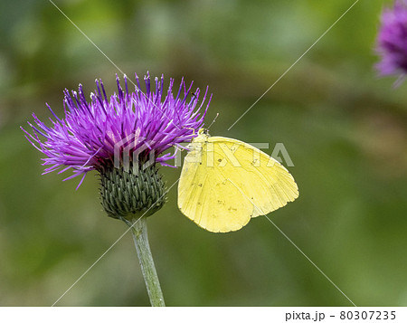 ノアザミに来たキチョウ 80307235