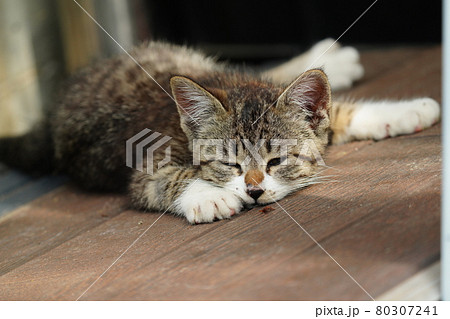 キジトラ白野良猫の可愛い子猫の寝顔の写真素材