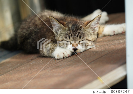 キジトラ白野良猫の可愛い子猫の寝顔 キジトラ白野良猫の可愛い子猫の寝顔 80307247