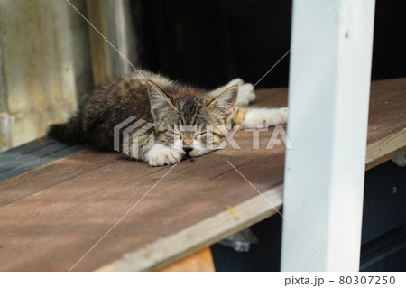 キジトラ白野良猫の可愛い子猫の寝顔 キジトラ白野良猫の可愛い子猫の寝顔 80307250