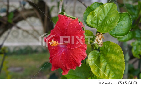 ハイビスカス 80307278