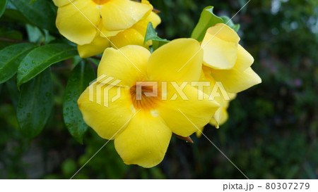 アリアケカズラ 80307279