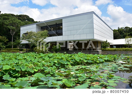 鎌倉市　鶴岡八幡宮平家池の蓮花と鎌倉文華館鶴岡ミュージアム 80307450