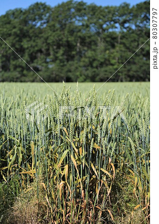 麦畑 80307797