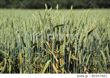 麦畑 麦畑 80307801