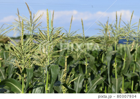 トウモロコシ畑 80307934