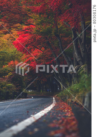 紅葉色づく河口湖畔の道 80308176