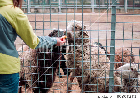 The girl feeds the brown and white sheep. Animals eat apples through a net in a cage and stand on their hind hooves. Mammals Zoo Hungry Animals Selective Focus 80308281