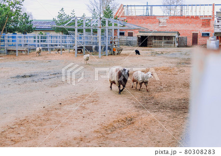 Sheep and rams walk around the paddock on the farm. Mammals in the zoo. Hungry animals. Selective focus. 80308283