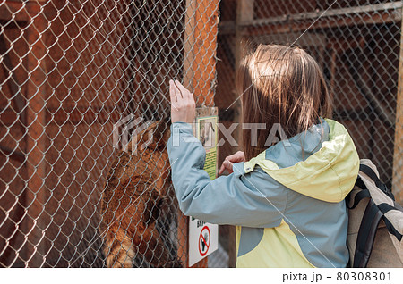 A coati climbs a cage grid at the family zoo. The girl tries to feed the nimble nasua through the bars. Wild animals out of will A coati climbs a cage grid at the family zoo. The girl tries to feed the nimble nasua through the bars. Wild animals out of will 80308301