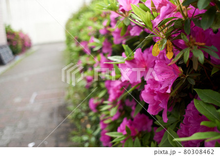 サツキ 花 植え込み アップの写真素材