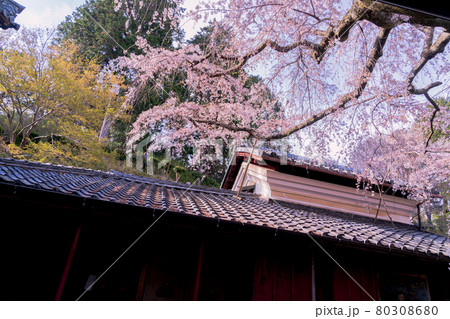 京都市西京区大原野にある十輪寺の桜を撮影 80308680